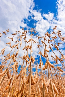 Vista de baixo para cima de pés de soja uma plantação de soja.