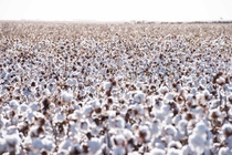 Bright white cotton plantation - Cotton field - Cotton Crop - Agribusiness - Agronegócio Bright white cotton plantation - Cotton field - Cotton Crop - Agribusiness - Agronegócio