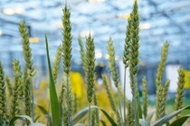 Wheat is one of the world’s most important grains, with a volume of over 770 million metric tons per year. Wheat yield must be increased significantly in the coming years. This goal will be harder to reach because of limited arable land and crop failures caused by climate change. Through a globally driven, locally tailored breeding program BASF develops new hybrid wheat with value-added traits for increased yield and quality as well as disease and insect resistance. 