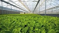 BASF launches Tinuvin® NOR® 211 AR to support film producers and converters globally in navigating the challenging landscape of plasticulture – the use of plastic materials in agricultural applications. This new high-performance heat and light stabilizer protects and prolongs the lifespan of agricultural plastics that require resistance to high levels of inorganic chemicals like sulfur and chlorine.   Photo: BASF SE BASF launches Tinuvin® NOR® 211 AR to support film producers and converters globally in navigating the challenging landscape of plasticulture – the use of plastic materials in agricultural applications. This new high-performance heat and light stabilizer protects and prolongs the lifespan of agricultural plastics that require resistance to high levels of inorganic chemicals like sulfur and chlorine.   Photo: BASF SE