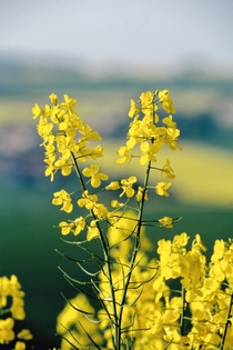 Computomics focuses in particular on predictive breeding technology for crops and has developed a cutting-edge artificial intelligence (AI). The technology analyzes the plant’s genome as well as other factors such as local environmental data. Computomics can thus provide its customers with recommendations for the development of higher-performing crops adapted to future climates and speed up breeding. Computomics focuses in particular on predictive breeding technology for crops and has developed a cutting-edge artificial intelligence (AI). The technology analyzes the plant’s genome as well as other factors such as local environmental data. Computomics can thus provide its customers with recommendations for the development of higher-performing crops adapted to future climates and speed up breeding.