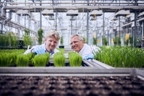 Revysol, which BASF launched in 2018, is a highly effective fungicide that not only meets the strict legal requirements but is also practical to use and uniquely flexible. It was developed by a diverse team of experts, among them Dr. Klaas Lohmann, Principal Scientist for Fungicide Chemistry (left), and Dr. Martin Dust, Head of Global Regulatory Affairs Fungicides (right). Here, they examine young wheat plants growing in the fungicide greenhouse at Limburgerhof, Germany. Revysol, which BASF launched in 2018, is a highly effective fungicide that not only meets the strict legal requirements but is also practical to use and uniquely flexible. It was developed by a diverse team of experts, among them Dr. Klaas Lohmann, Principal Scientist for Fungicide Chemistry (left), and Dr. Martin Dust, Head of Global Regulatory Affairs Fungicides (right). Here, they examine young wheat plants growing in the fungicide greenhouse at Limburgerhof, Germany.