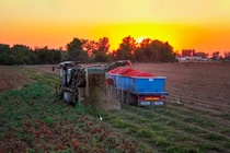 Recolección tomate de industria