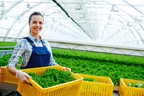 Gloved farmer in uniform holding box with fresh green lettuce