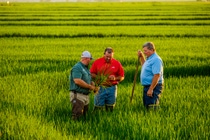 The Provisia Rice System will help rice growers control resistant weeds. Growers are encouraged to work with their BASF representative to plan the crop rotation needed to use the new system.