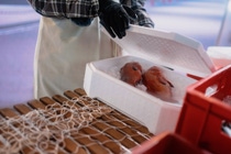 Styropor® Ccycled®: Hervorragende Isolationseigenschaften, geringerer Einsatz fossiler Rohstoffe