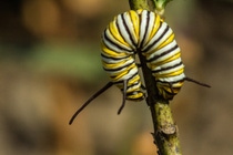 Monarch larvae on milkweed at the BASF research farm in Holly Springs, North Carolina. Monarch larvae on milkweed at the BASF research farm in Holly Springs, North Carolina.
