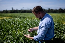 BASF Agricultural Solutions hat den Registrierungsprozess für Replexor™ Active gestartet, einem neuen PPO -Herbizidwirkstoff zur Kontrolle breitblättriger Unkräuter und Ungräser. Langfristig könnte Replexor Active dazu beitragen, Unkrautmanagement-Programme auf weltweit mehr als 50 Millionen Hektar zu unterstützen. 
Foto: BASF