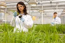 Maria Quintero, Labormitarbeiterin,  kontrolliert den Erfolg von neuen Wirkstoffen in Pflanzenschutzmitteln. BASF forscht hier  an neuen Wirkstoffen für innovative Pflanzenschutzmittel der Zukunft. Ziel ist es die Konzentration der Testsubstanzen zu verringern – umso die Böden belastungsfreier zu bewirtschaften.
Lab employees Maria Quintero and Timo Striebinger evaluate the success of new active ingredients in crop protection products. Here, BASF is conducting research on new active ingredients for future innovative crop protection products. The aim is to reduce the concentration of the test substances so that farming has less impact on the soil. Maria Quintero, Labormitarbeiterin,  kontrolliert den Erfolg von neuen Wirkstoffen in Pflanzenschutzmitteln. BASF forscht hier  an neuen Wirkstoffen für innovative Pflanzenschutzmittel der Zukunft. Ziel ist es die Konzentration der Testsubstanzen zu verringern – umso die Böden belastungsfreier zu bewirtschaften.
Lab employees Maria Quintero and Timo Striebinger evaluate the success of new active ingredients in crop protection products. Here, BASF is conducting research on new active ingredients for future innovative crop protection products. The aim is to reduce the concentration of the test substances so that farming has less impact on the soil.