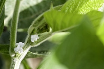 Genetically modified soybeans are cultivated and tested for herbicide tolerance in a field trial in Greenville, Mississippi. Herbicides are used to keep fields clear of weeds which compete for nutrients, water, and light with the planted crop. The genetically modified soybean plants provide farmers with more options for broad-spectrum weed control.

Gentechnisch veränderte herbizidtolerante Sojapflanzen werden in Feldversuchen in Greenville, Mississippi / USA, getestet. Der Einsatz von Herbiziden schützt vor Unkraut, das den Kulturpflanzen Nährstoffe, Wasser und Licht entzieht. Die gentechnisch optimierten Sojalinien bieten Landwirten mehr Möglichkeiten, Unkraut umfassend unter Kontrolle zu halten. 