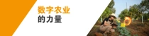 一名女性农户手持平板电脑，正在田地中检查植物。平板电脑附近有一个光环。图片的左侧的文字为“数字农业的力量”。 