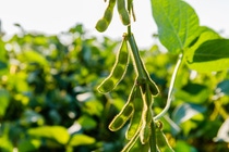 Soybean pods, close up.  Agricultural soy plantation and sunshine. Soy bean plant in sunny field . Green growing soybeans against sunlight. Green immature soybeans in the pods; Shutterstock ID 1153070285; purchase_order:; job:Alexandra Goeke; client:AP/K; other: Soybean pods, close up.  Agricultural soy plantation and sunshine. Soy bean plant in sunny field . Green growing soybeans against sunlight. Green immature soybeans in the pods; Shutterstock ID 1153070285; purchase_order:; job:Alexandra Goeke; client:AP/K; other: