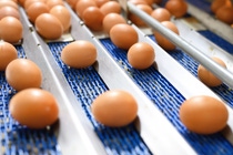 Förder-Anlage für Eier in der industriellen Lebensmittelverarbeitung: Mit der klaren Trennung des Ultradur® Portfolios in Aqua Typen für Trinkwasseranwendungen und dedizierte Food Contact Typen schafft BASF Engineering Plastics eine transparente und zukunftssichere Grundlage für konforme Materiallösungen in Lebensmittelförder  und Verarbeitungssystemen.
Foto: herraez/stock.adobe.com