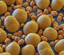 Cathode active material with a high energy density - The different size of the individual spheres results in a particularly dense packing of the spheres with high energy density – the prerequisite for a longer driving range of electric cars. Magnification 3000:1 (15 cm in width) Cathode active material with a high energy density - The different size of the individual spheres results in a particularly dense packing of the spheres with high energy density – the prerequisite for a longer driving range of electric cars. Magnification 3000:1 (15 cm in width)
