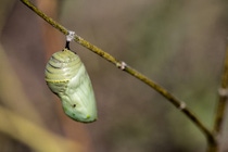 Monarch chrysalis found on the BASF research farm in Holly Springs, North Carolina. Monarch chrysalis found on the BASF research farm in Holly Springs, North Carolina.