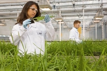 Maria Quintero, Labormitarbeiterin,  kontrolliert den Erfolg von neuen Wirkstoffen in Pflanzenschutzmitteln. BASF forscht hier  an neuen Wirkstoffen für innovative Pflanzenschutzmittel der Zukunft. Ziel ist es die Konzentration der Testsubstanzen zu verringern – umso die Böden belastungsfreier zu bewirtschaften.Lab employees Maria Quintero and Timo Striebinger evaluate the success of new active ingredients in crop protection products. Here, BASF is conducting research on new active ingredients for future innovative crop protection products. The aim is to reduce the concentration of the test substances so that farming has less impact on the soil.