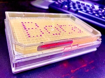 BASF Venture Capital (BVC) has invested in Bota Biosciences, Ltd. (Bota Bio), an industrial synthetic biotech company based in Hangzhou, China. Bota Bio is developing a proprietary next-generation biotechnology platform which enables sustainable and economical production of high value products for a broad array of industrial applications. An important component is the identification, optimization and production of suitable microorganisms. BASF Venture Capital (BVC) has invested in Bota Biosciences, Ltd. (Bota Bio), an industrial synthetic biotech company based in Hangzhou, China. Bota Bio is developing a proprietary next-generation biotechnology platform which enables sustainable and economical production of high value products for a broad array of industrial applications. An important component is the identification, optimization and production of suitable microorganisms.