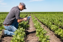 The focus areas for the Brazilian AgVentures II fund include software solutions for agriculture. The fund is managed by São Paulo-based SP Ventures and focuses on startups from the Latin American agricultural and food (AgFood) sector. BASF Venture Capital is one of the main investors in the first closing of the fund. The focus areas for the Brazilian AgVentures II fund include software solutions for agriculture. The fund is managed by São Paulo-based SP Ventures and focuses on startups from the Latin American agricultural and food (AgFood) sector. BASF Venture Capital is one of the main investors in the first closing of the fund.