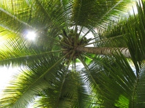 Drobni rolnicy na Filipinach robiÄ pierwszy waÅ¼ny krok na drodze do produkcji ekologicznego oleju kokosowego,Drobni rolnicy na Filipinach robią pierwszy ważny krok na drodze do produkcji ekologicznego oleju kokosowego