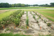 Living Acres milkweed test plot in Holly Springs, North Carolina. Living Acres milkweed test plot in Holly Springs, North Carolina.