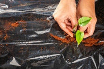 To support greenhouse farming, BASF’s Tinuvin® NOR® platform of advanced stabilizer solutions enhances mulch and greenhouse film performance.
Photo: BASF