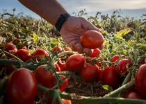 Tomate de industria