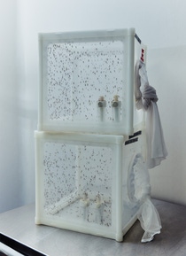 Mosquitoes in net cages in the laboratory