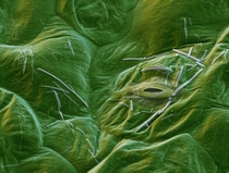 Xemium®, der neue fungizide Wirkstoff von BASF, ist ein wahres Multitalent: Mit seiner hohen intrinsischen Aktivität und seiner einzigartigen Mobilität in der Pflanze schützt er zuverlässig vor einer Vielzahl an Pilzerkrankungen – und das mit Langzeitwirkung. Vergrößerung 2500:1 (bei 15cm Bildbreite) Xemium®, der neue fungizide Wirkstoff von BASF, ist ein wahres Multitalent: Mit seiner hohen intrinsischen Aktivität und seiner einzigartigen Mobilität in der Pflanze schützt er zuverlässig vor einer Vielzahl an Pilzerkrankungen – und das mit Langzeitwirkung. Vergrößerung 2500:1 (bei 15cm Bildbreite)