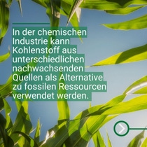 Hohe, grüne Pflanzen sind aus der Nähe vor einem blauen Himmel zu sehen.