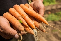 Karotten sind nur eine von vielen verschiedenen Gemüsesorten, die auf dem Familienbetrieb Ortosole in der Nähe von Rom angebaut werden. Der landwirtschaftliche Betrieb ist ein Vorzeigebeispiel, wie moderne und nachhaltige Anbaumethoden gut miteinander zu kombinieren sind. 
Ortosole ist Teil des Farm Network, einer von BASF initiierten Partnerschaft. Mit Agrar- und Naturschutzexperten tauschen die Landwirte Wissen aus, verbessern Anbaumethoden und testen neue Ideen.
Abdruck honorarfrei. Copyright by BASF.
Carrots are just one of many different vegetables grown on the family farm Ortosole near Rome. The farm is a role model for the successful combination of modern and sustainable farming methods. 
Ortosole is part of the Farm Network, a partnership initiated by BASF. The family exchanges knowledge, tests and evaluates ideas with agriculture and nature conservation experts who are also part of this network.
Print free of charge. Copyright by BASF. Karotten sind nur eine von vielen verschiedenen Gemüsesorten, die auf dem Familienbetrieb Ortosole in der Nähe von Rom angebaut werden. Der landwirtschaftliche Betrieb ist ein Vorzeigebeispiel, wie moderne und nachhaltige Anbaumethoden gut miteinander zu kombinieren sind. 
Ortosole ist Teil des Farm Network, einer von BASF initiierten Partnerschaft. Mit Agrar- und Naturschutzexperten tauschen die Landwirte Wissen aus, verbessern Anbaumethoden und testen neue Ideen.
Abdruck honorarfrei. Copyright by BASF.
Carrots are just one of many different vegetables grown on the family farm Ortosole near Rome. The farm is a role model for the successful combination of modern and sustainable farming methods. 
Ortosole is part of the Farm Network, a partnership initiated by BASF. The family exchanges knowledge, tests and evaluates ideas with agriculture and nature conservation experts who are also part of this network.
Print free of charge. Copyright by BASF.