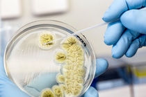 In the research lab for white biotechnology at BASF the microorganisms are grown on agarose plates. Under sterile conditions they are isolated and are analyzed and optimized with molecular biological methods. Later these strains will be cultivated in the bioreactor. These techniques enable the microorganisms to produce enzymes at large scale. 
Enzymes are proteins that act as catalysts to enable or accelerate biological and chemical processes. Enzymes from BASF enable innovative product and system solutions for various customer industries. In the research lab for white biotechnology at BASF the microorganisms are grown on agarose plates. Under sterile conditions they are isolated and are analyzed and optimized with molecular biological methods. Later these strains will be cultivated in the bioreactor. These techniques enable the microorganisms to produce enzymes at large scale. 
Enzymes are proteins that act as catalysts to enable or accelerate biological and chemical processes. Enzymes from BASF enable innovative product and system solutions for various customer industries.