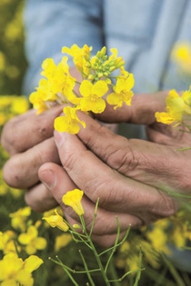 BASF, Kanada'daki kanola tohumları işi dahil olmak üzere, Bayer'den iş birimi ve varlık alımlarını tamamlıyor