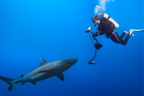 Un plongeur sous-marin muni d’un équipement d’enregistrement cinématographique se retrouve face à face avec un requin - tous deux nagent dans une eau bleue profonde. Un plongeur sous-marin muni d’un équipement d’enregistrement cinématographique se retrouve face à face avec un requin - tous deux nagent dans une eau bleue profonde.