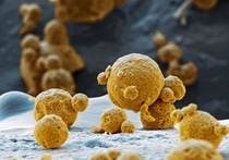 Digital cameras, battery-powered drills or hybrid cars – wherever power doesn't come out of a socket, these nano to micro meter sized metal oxide particles are used as a reliable energy source for batteries. The pictured particles are so-called embedded compounds. The lithium ions are embedded in a metal oxide crystal framework while the electrons are distributed throughout the particle. Magnification 2 200 :1 (12cm in width) Digital cameras, battery-powered drills or hybrid cars – wherever power doesn't come out of a socket, these nano to micro meter sized metal oxide particles are used as a reliable energy source for batteries. The pictured particles are so-called embedded compounds. The lithium ions are embedded in a metal oxide crystal framework while the electrons are distributed throughout the particle. Magnification 2 200 :1 (12cm in width)