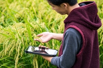 A farmer collecting agricultural data with a digital tablet in a rice crop