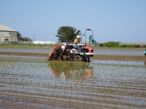  Kubota rice transplanter machines will use the KSAS platform to implement xarvio FIELD MANAGER’s tailored, variable application maps for fertilization.