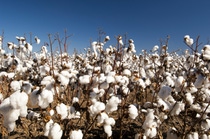Cotton fields white with ripe cotton ready for harvesting; Shutterstock ID 106885658; PO: BASF SE; Job: Agriculture; Client: PO0000040567; Other: Manja Gewiß / Merike Kiesel Cotton fields white with ripe cotton ready for harvesting; Shutterstock ID 106885658; PO: BASF SE; Job: Agriculture; Client: PO0000040567; Other: Manja Gewiß / Merike Kiesel