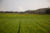 As one of the five most widely produced cereal crops globally, rice contributes about 10 percent of total greenhouse gas emissions from the agricultural sector. BASF and the International Rice Research Institute (IRRI) have therefore entered into a scientific collaboration to explore ways of reducing emissions from rice production.