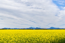 Mountain range over field of flowering canola