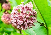 BASF’s Living Acres Monarch Challenge will help farmers create 
milkweed habitats for monarchs as they make their way north this spring.