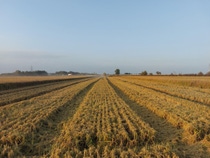 The first results of BASF’s multi-year Global Carbon Field Trials revealed that there is no one-size-fits-all solution to mitigate agriculture’s contribution to climate change. Instead, reducing emissions requires a tailored combination of interventions, products, and technologies. The picture shows a BASF trial field for rice Piedmont, Italy.

Photo: BASF SE