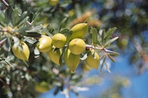 BASF feiert das 10-jährige Bestehen ihres Argan-Programms im Süden von Marokko. Seit 2005 werden nachhaltig gewonnenes Arganöl und dessen Nebenprodukte unter Fairtrade-Bedingungen an BASF geliefert.BASF is celebrating the 10th anniversary of its Argan Program in Southern Morocco. Since 2005, the sustainable sourced argan oil and its by-products are supplied to BASF under fair-trade conditions.