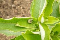 Monarch chrysalis found on the BASF research farm in Holly Springs, North Carolina Monarch chrysalis found on the BASF research farm in Holly Springs, North Carolina
