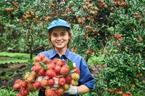 Smiling lady in a blue uniform and hat holding a bunch of red rambutan fruit 