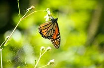 BASF’s Living Acres Monarch Challenge will help farmers create 
the milkweed habitat that monarchs need to make their way north.