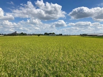 A Dry Direct-Seeding Rice field in Japan.
Photo: BASF