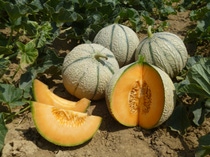 With the acquisition of the French melon breeding company ASL, BASF will continue to expand its position as a preferred partner in the vegetable value chain, offering highly innovative melon varieties. 