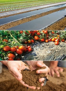 With ecovio® M 2351, BASF offers a certified soil-biodegradable plastic for mulch films consisting of the biodegradable co-polyester polybutylene adipate terephthalate (PBAT) ecoflex® and other biodegradable polymers made from renewable raw materials. Mulch films made of ecovio® M 2351 can be ploughed into the soil after mechanical harvest as naturally occurring micro-organisms in the soil recognize the structure of the film as food they can metabolize. When growing tomatoes, mulch films made of ecovio® can lead to an increased yield from 15 to 50 percent, less water consumption and a better weed control with less herbicides compared to bare-soil farming.