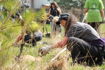 BASF employees celebrate Earth Month by plating trees and shurbs in a Mississauga park. BASF employees celebrate Earth Month by plating trees and shurbs in a Mississauga park.
