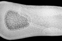 Elastollan®, BASF's thermoplastic polyurethane (TPU), is used as a filament by the duro3D paver in the production of individual shoe insoles using 3D printing processes. In sole applications, the material is characterized above all by its excellent vibration damping and resilience. Under heavy use, e.g. when used in sports shoes, it is also the abrasion resistance that makes the sole durable and comfortable to wear. Even with fluctuating temperatures, the insert retains its desired properties. Elastollan®, BASF's thermoplastic polyurethane (TPU), is used as a filament by the duro3D paver in the production of individual shoe insoles using 3D printing processes. In sole applications, the material is characterized above all by its excellent vibration damping and resilience. Under heavy use, e.g. when used in sports shoes, it is also the abrasion resistance that makes the sole durable and comfortable to wear. Even with fluctuating temperatures, the insert retains its desired properties.